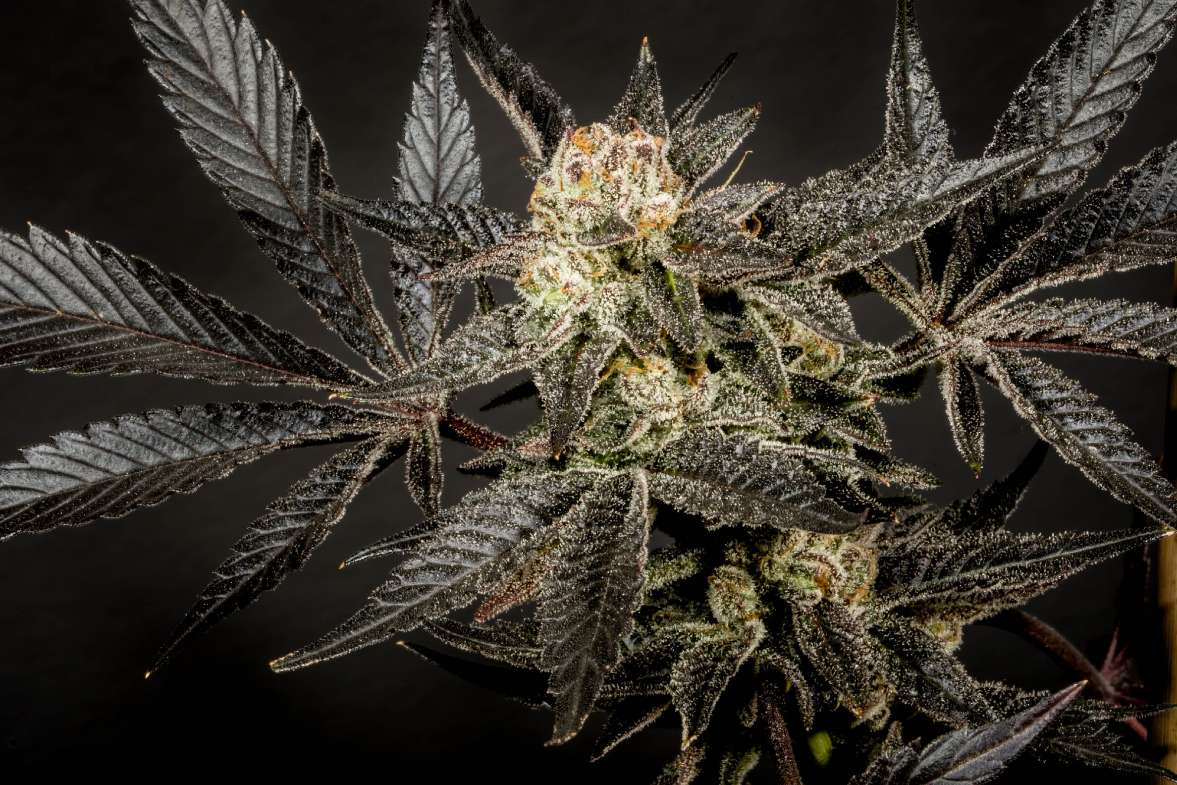 Cookie Wreck - Feminized