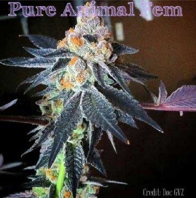 Pure Animal - Feminized
