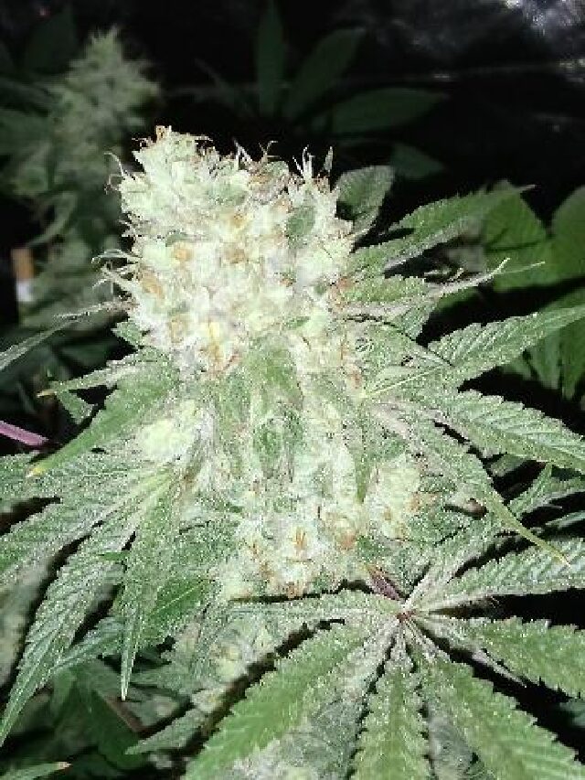 Pure Ghost OG - Feminized