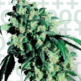 Super Skunk - Feminized