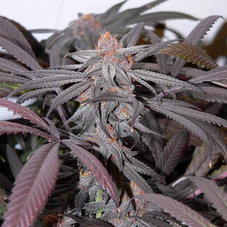 Purple Urkle S1 Feminized Southern Oregon Seeds