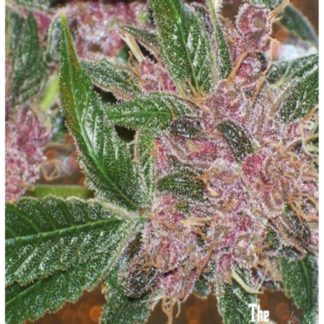 BlackWater - Feminized