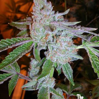 Tahoe OG - Feminized