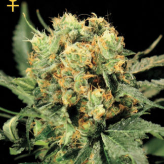 The Church - Feminized