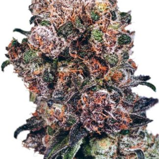 Blueberry - Feminized