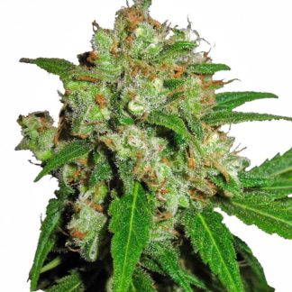 Sensi Skunk - Feminized