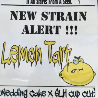 Lemon Tart - Feminized