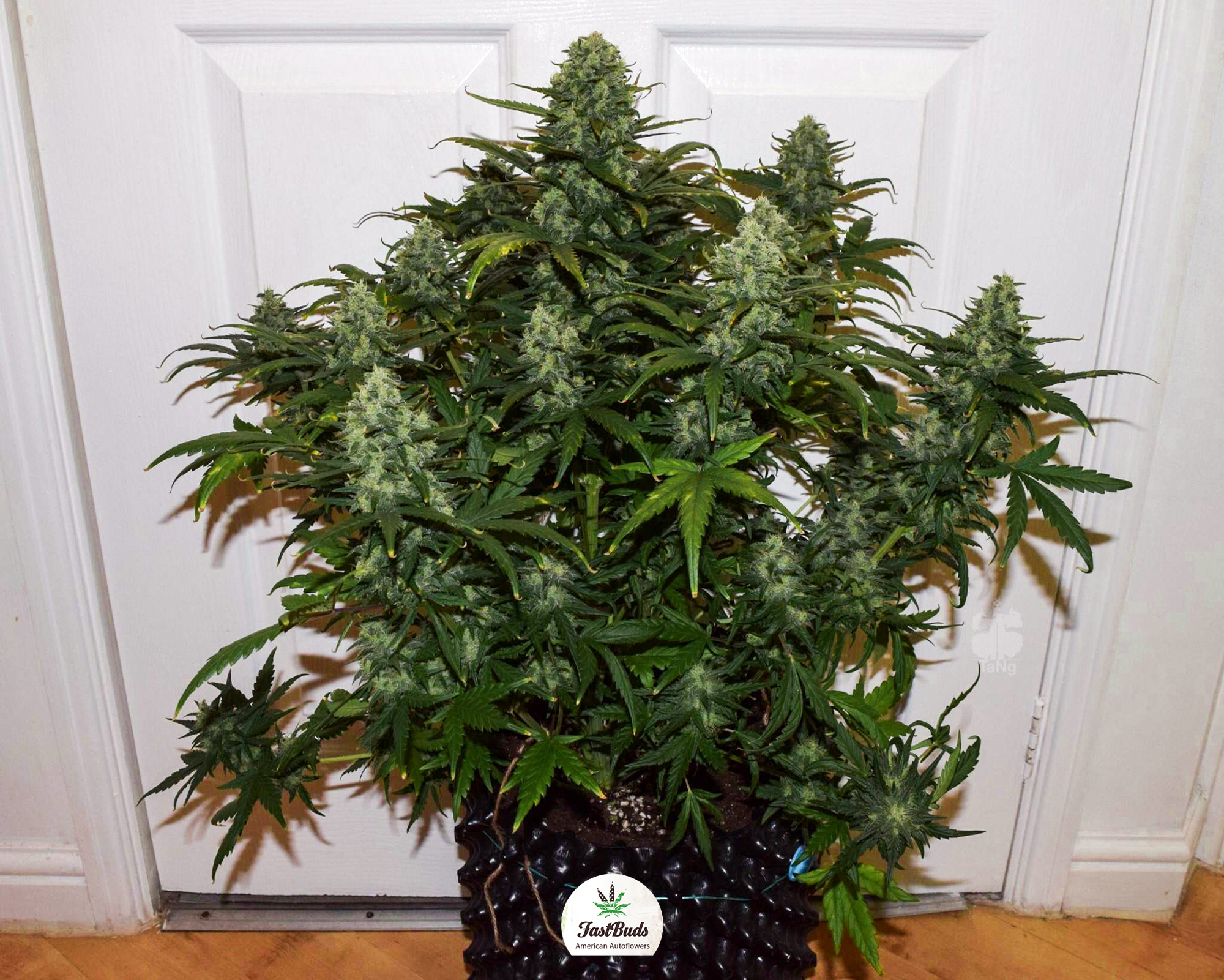 Mexican Airlines - Auto-Flower - Southern Oregon Seeds
