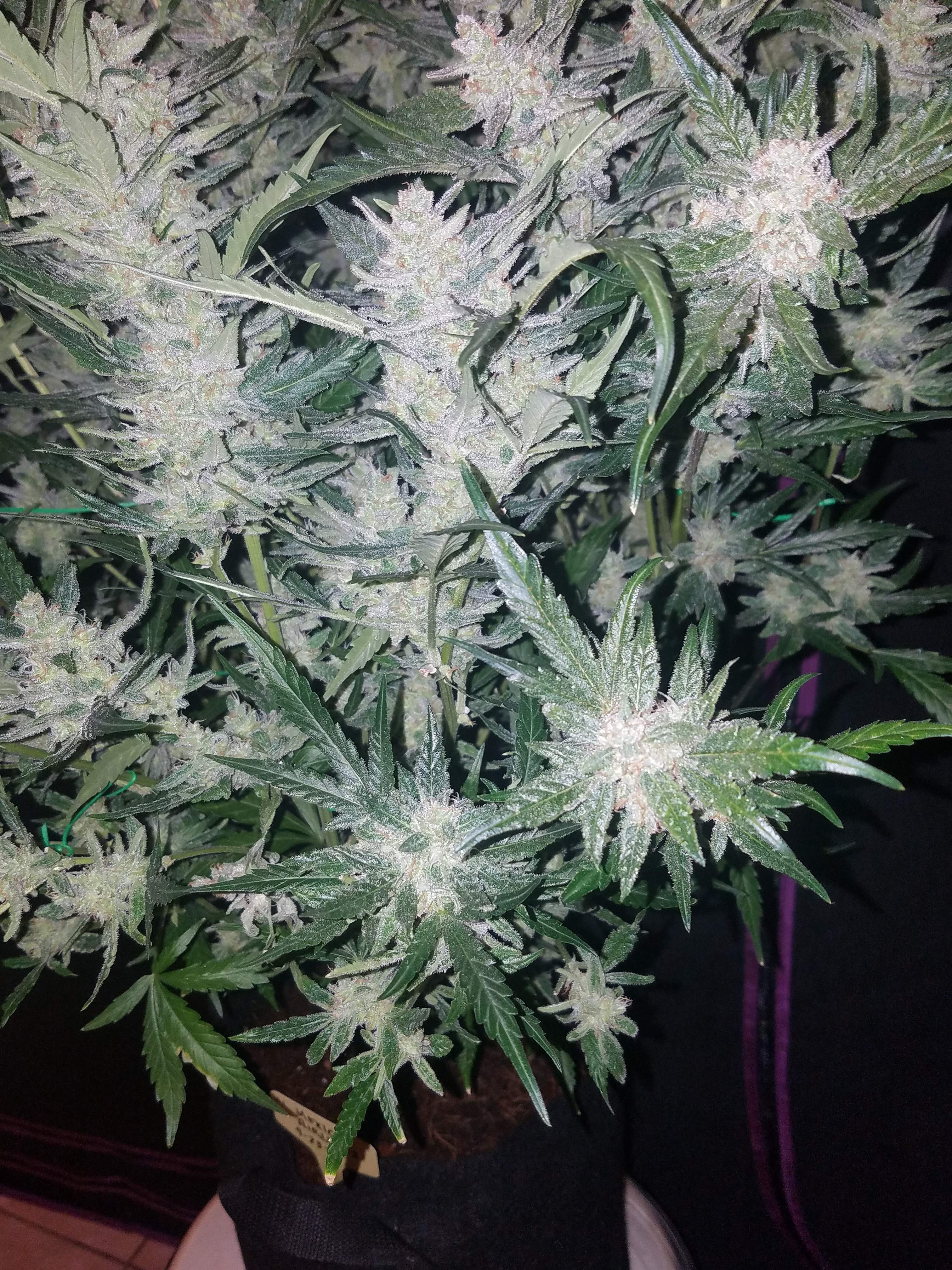 Mexican Airlines - Auto-Flower - Southern Oregon Seeds