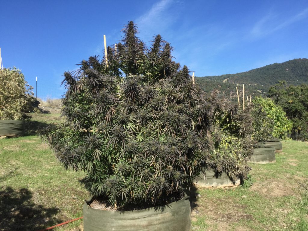 Orange Godfather Regular Southern Oregon Seeds