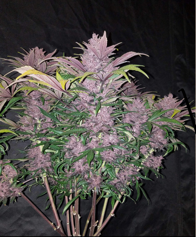 Blackberry AutoFlower Southern Oregon Seeds
