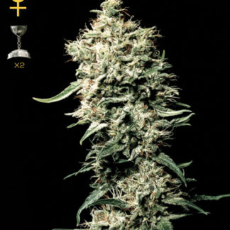 White Rhino - Feminized