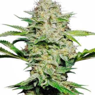 Sensi Skunk Auto- Feminized