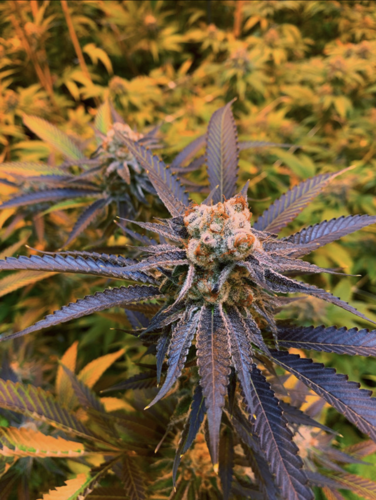 Strawberries & Cream Regular