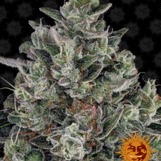 Glookies - Feminized