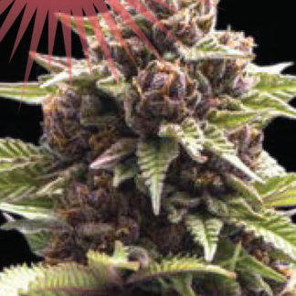 Squirt - Feminized