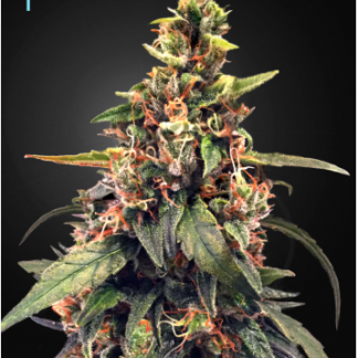 Great White Shark - Feminized