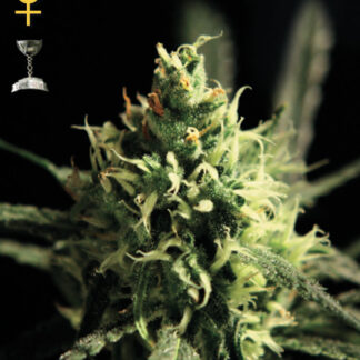 Lemon Skunk - Feminized