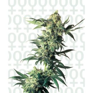 Northern Lights - Feminized