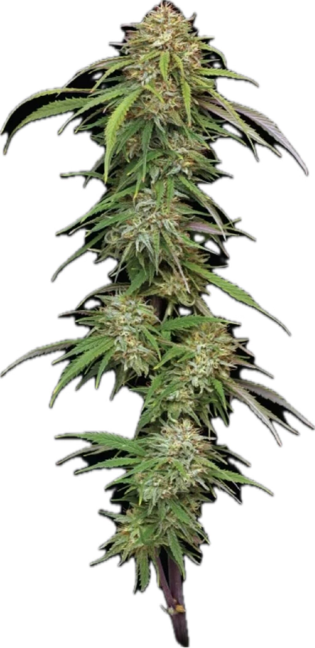 Ed Rosenthal’s Super High Life - Feminized - Image 2