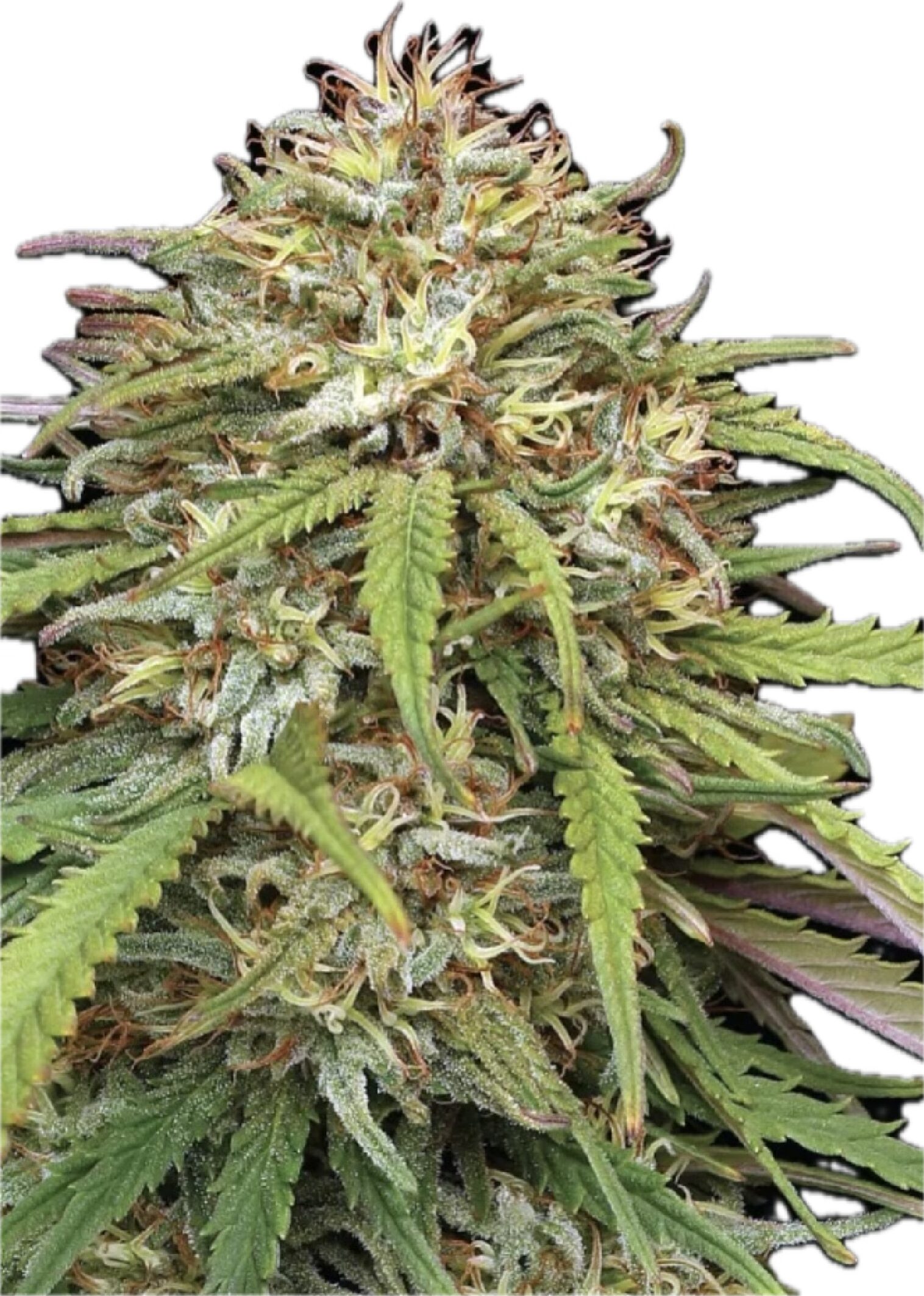 Ed Rosenthal’s Super High Life - Feminized - Image 3