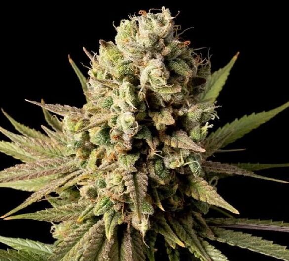 Gorilla Gas F1 Fast - Feminized