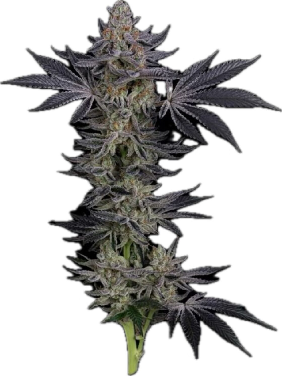Gorilla Runtz - Feminized