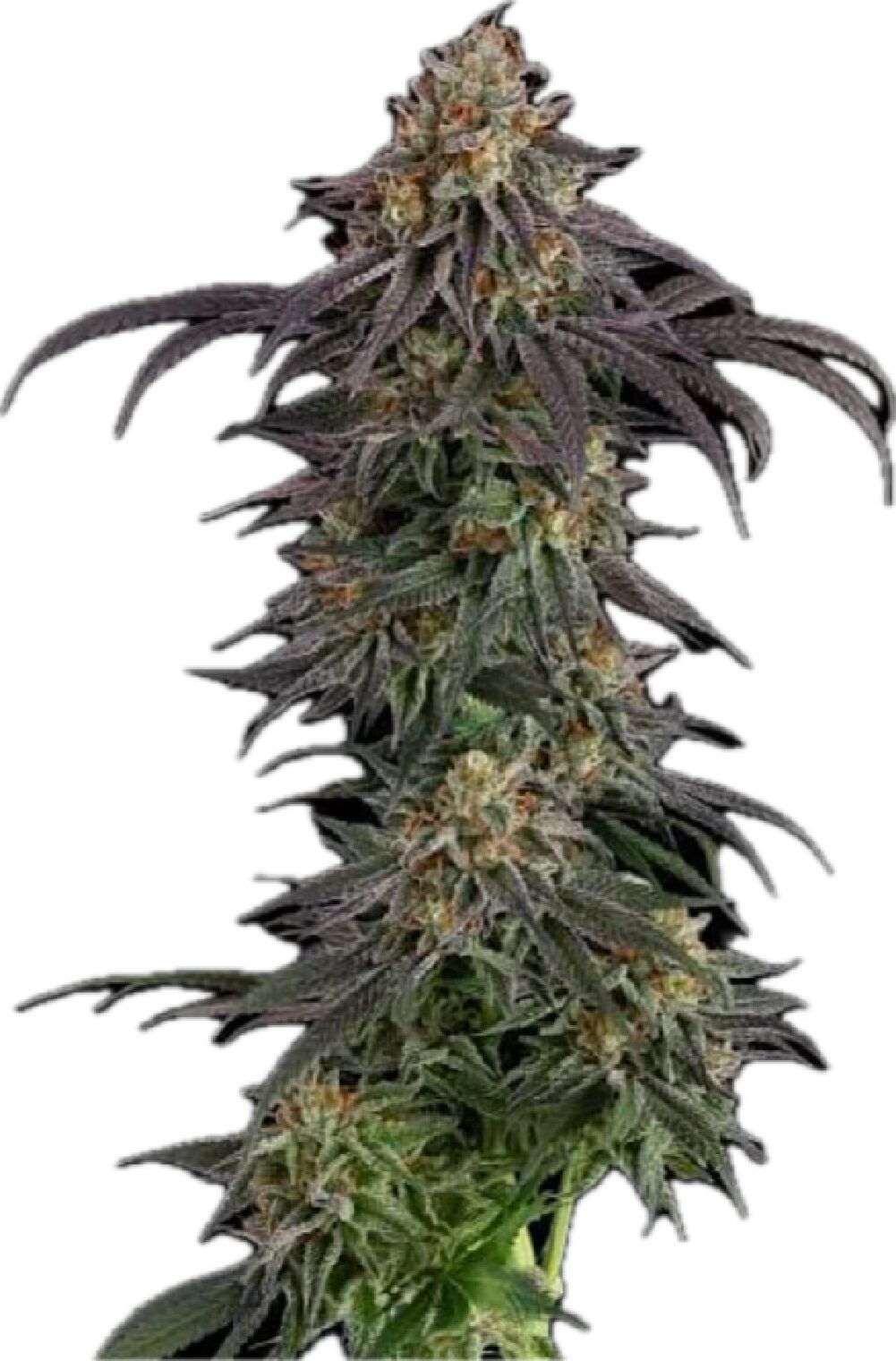 Guava Root GMO - Feminized