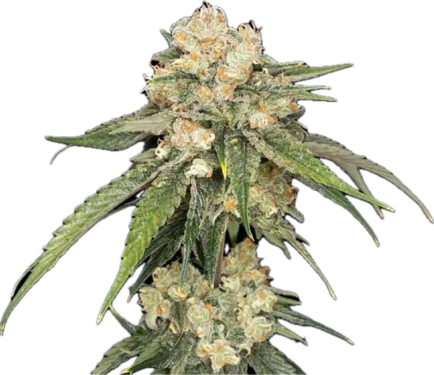 Ice Dream Cake - Feminized