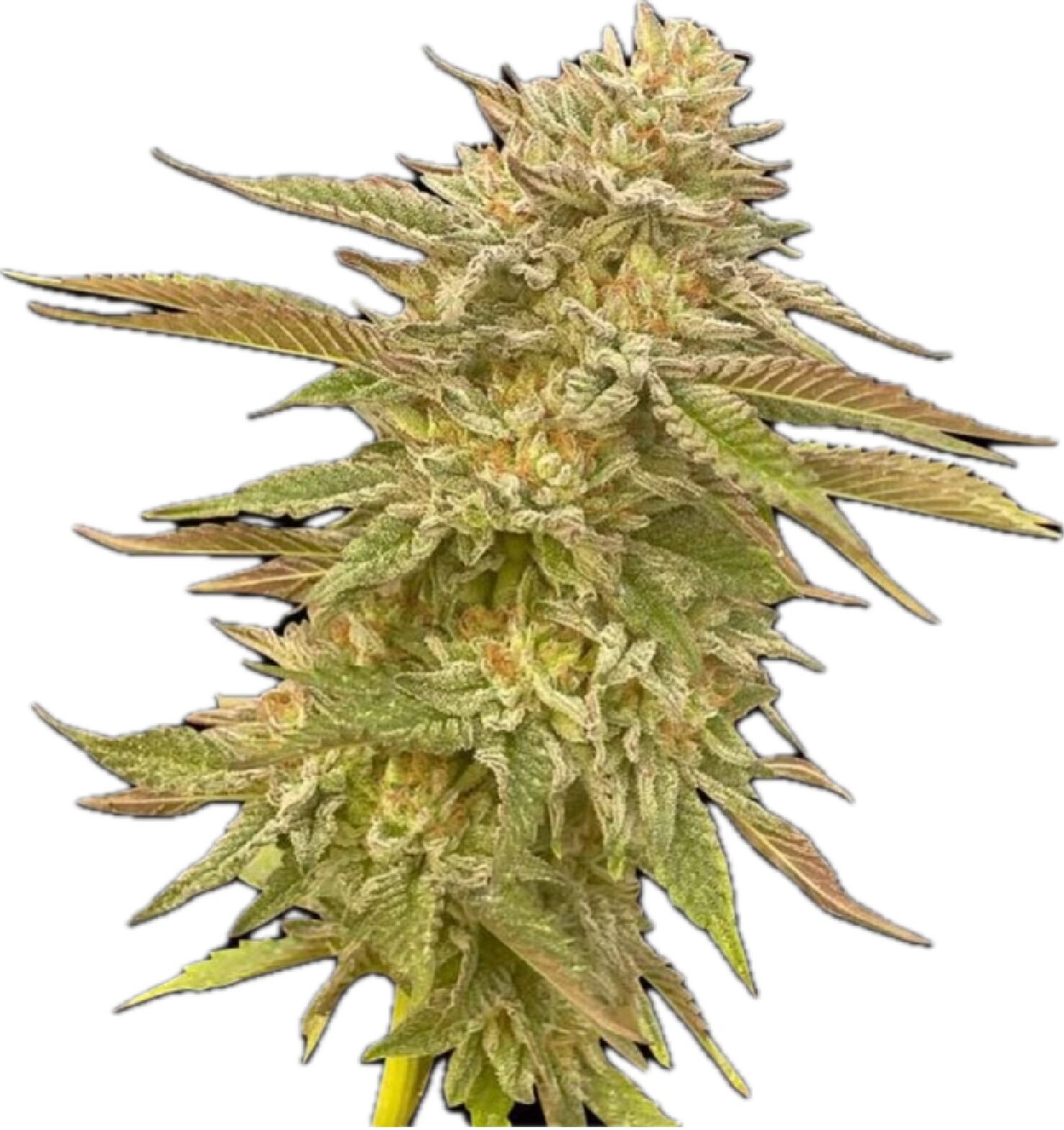 Pineapple OG - Feminized
