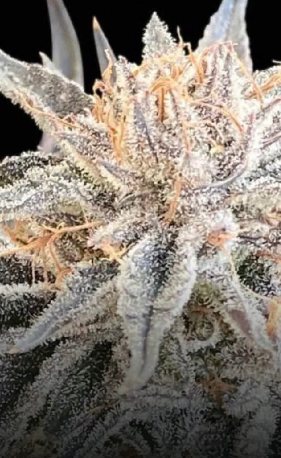 Alaskan Do-Si-Dos - Feminized
