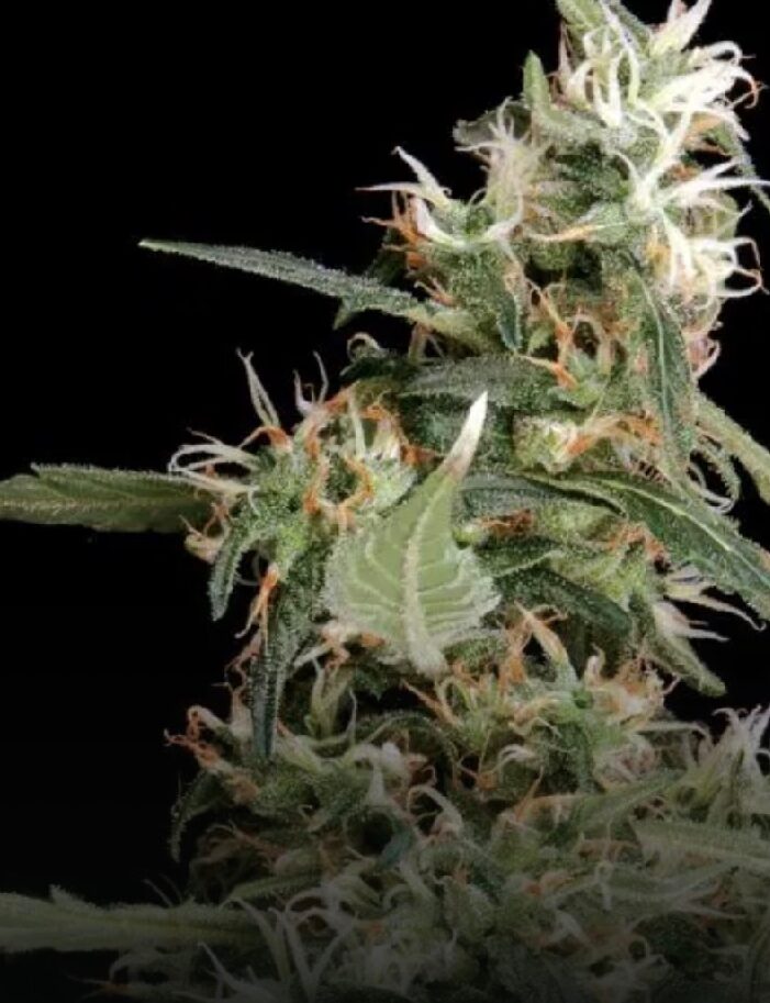 Arjan's Ultra Haze #1 - Feminized