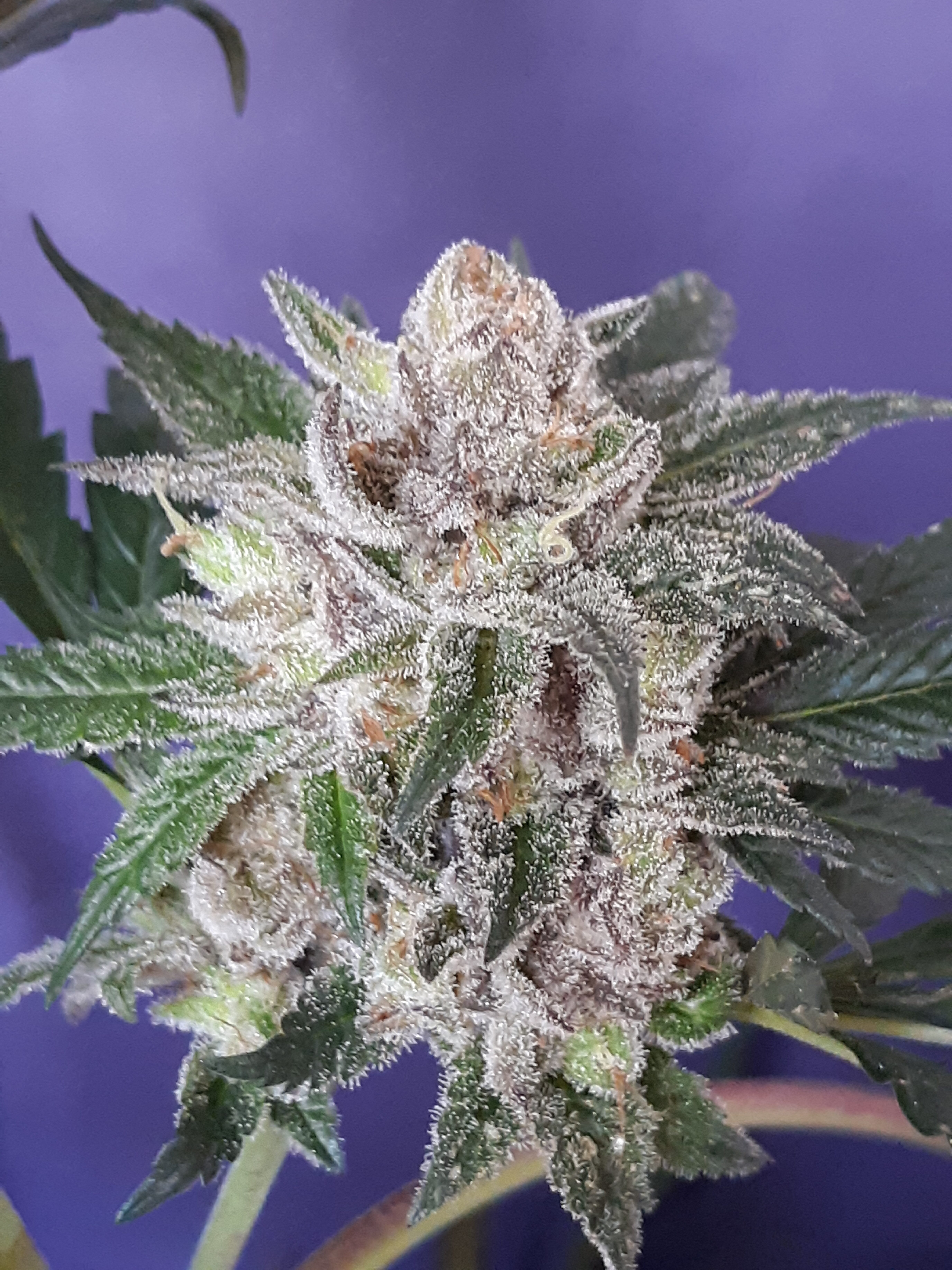 Black Raspberry Kush - Feminized
