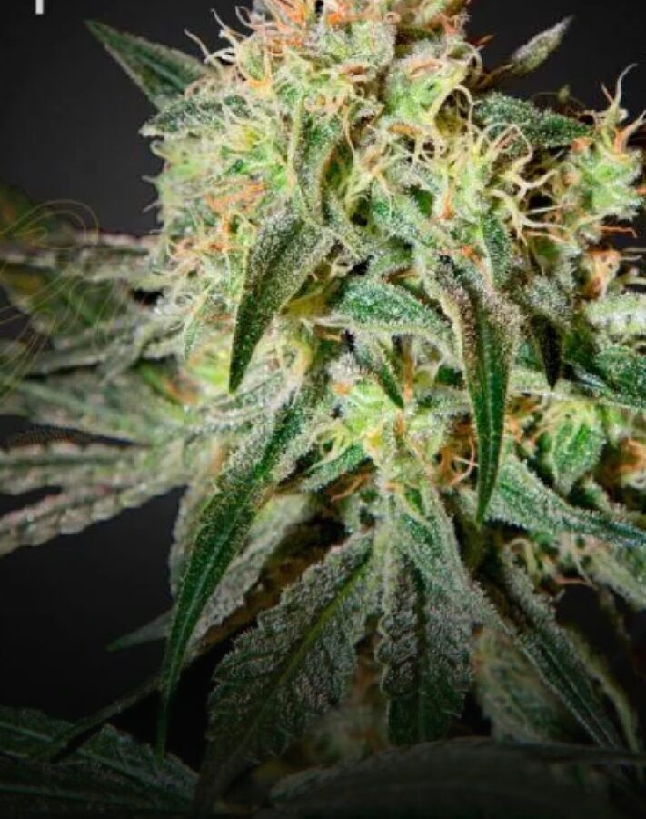 Damnsour - Feminized