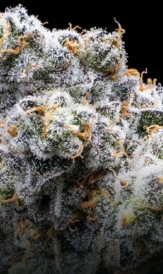 Grapes & Cream - Feminized - Image 2