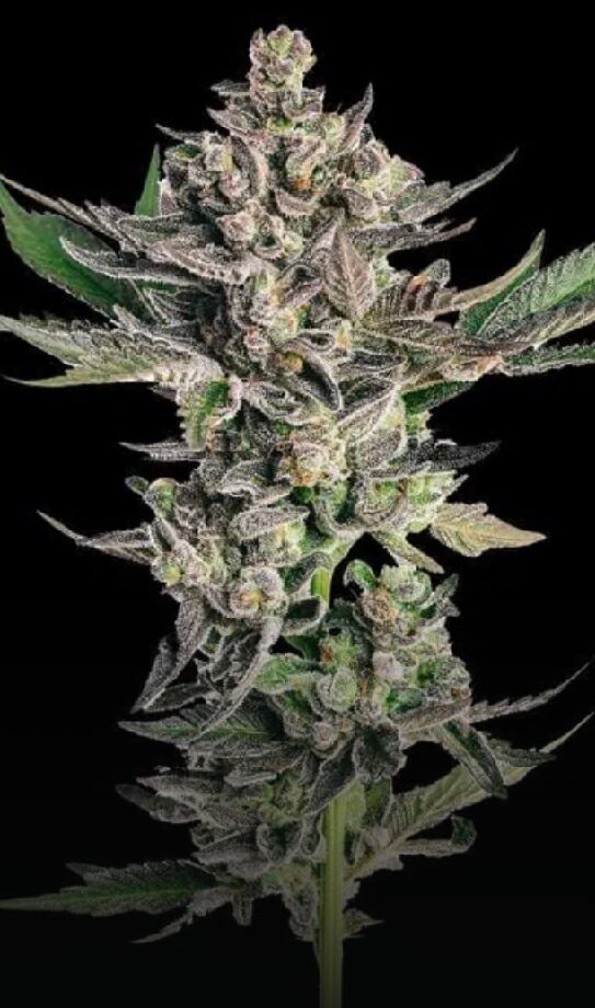 Grapes & Cream - Feminized