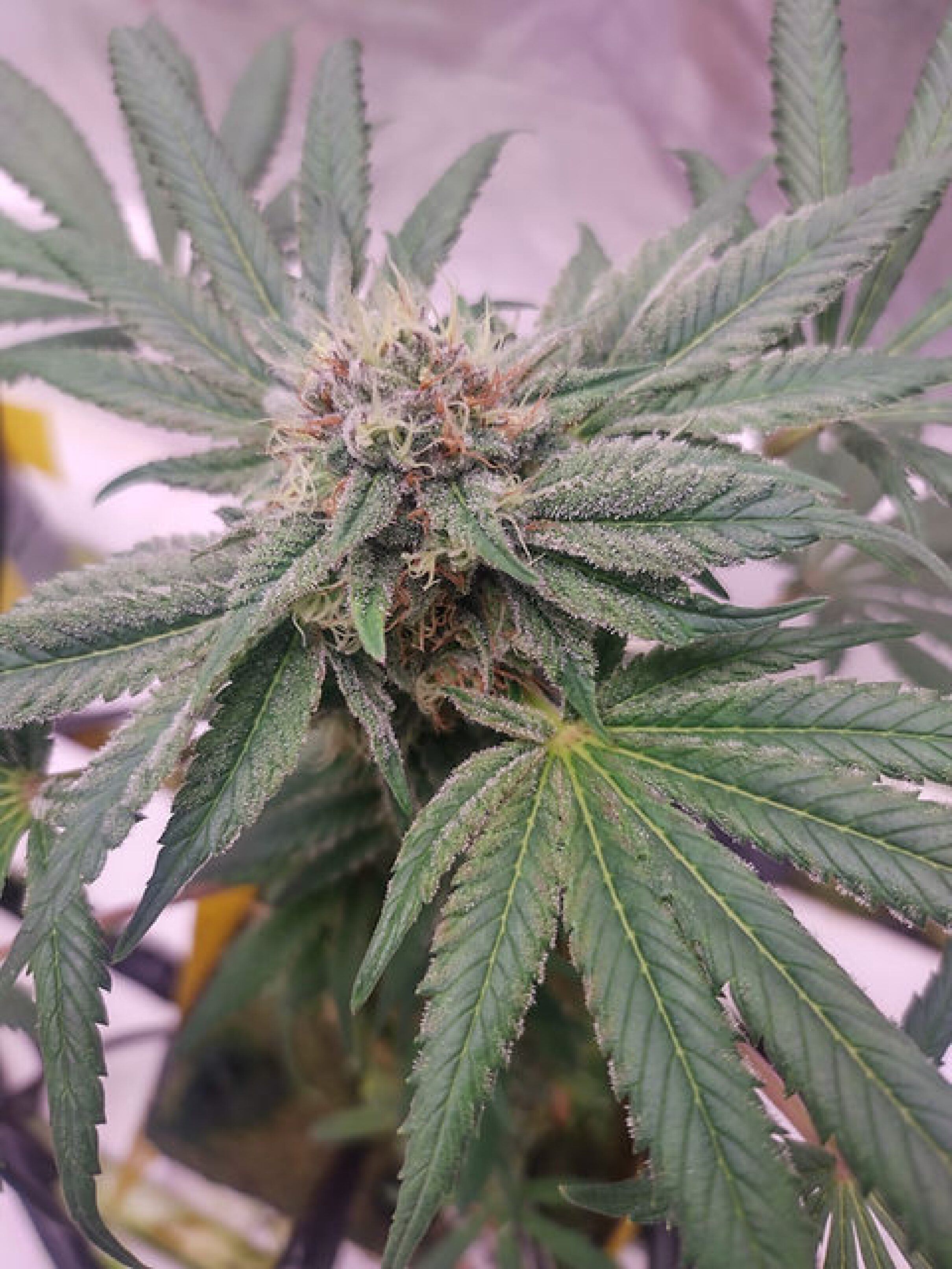Great Ape - Feminized