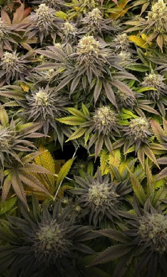 Green Crack - Feminized