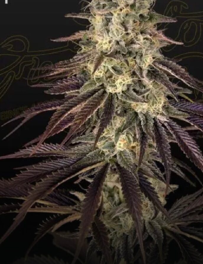 Kong's Krush - Feminized