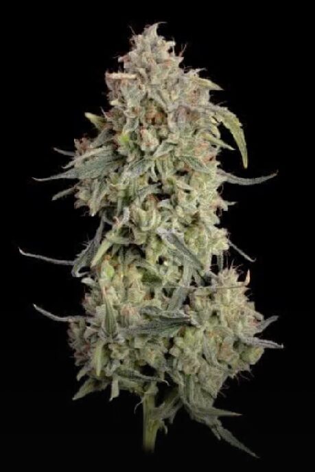 Lilac Cookies Auto - Feminized