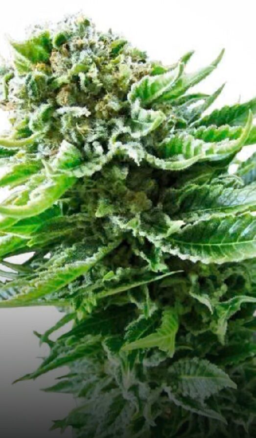 Northern Lights Auto - Feminized