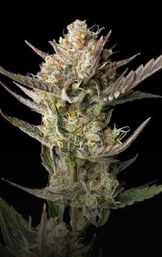OG Kush - Feminized - Image 2