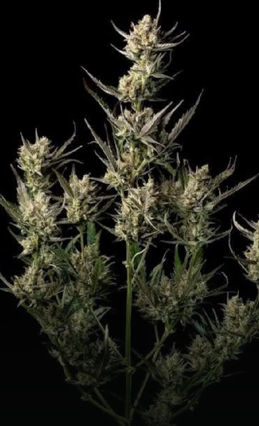 OG Kush - Feminized