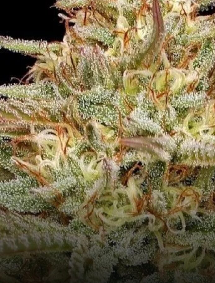 Orange Creampop - Feminized