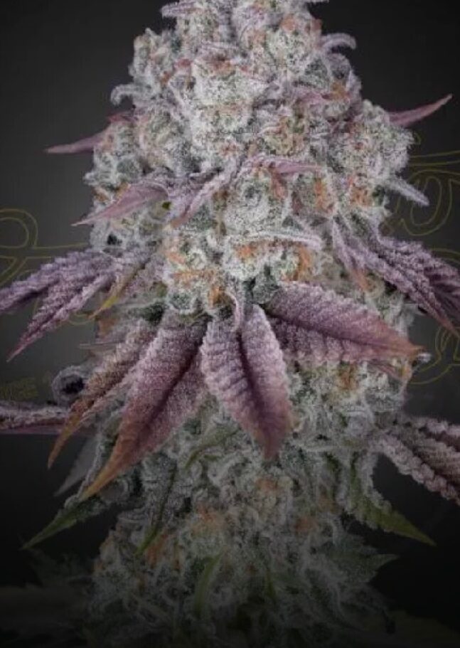Persian Pie - Feminized