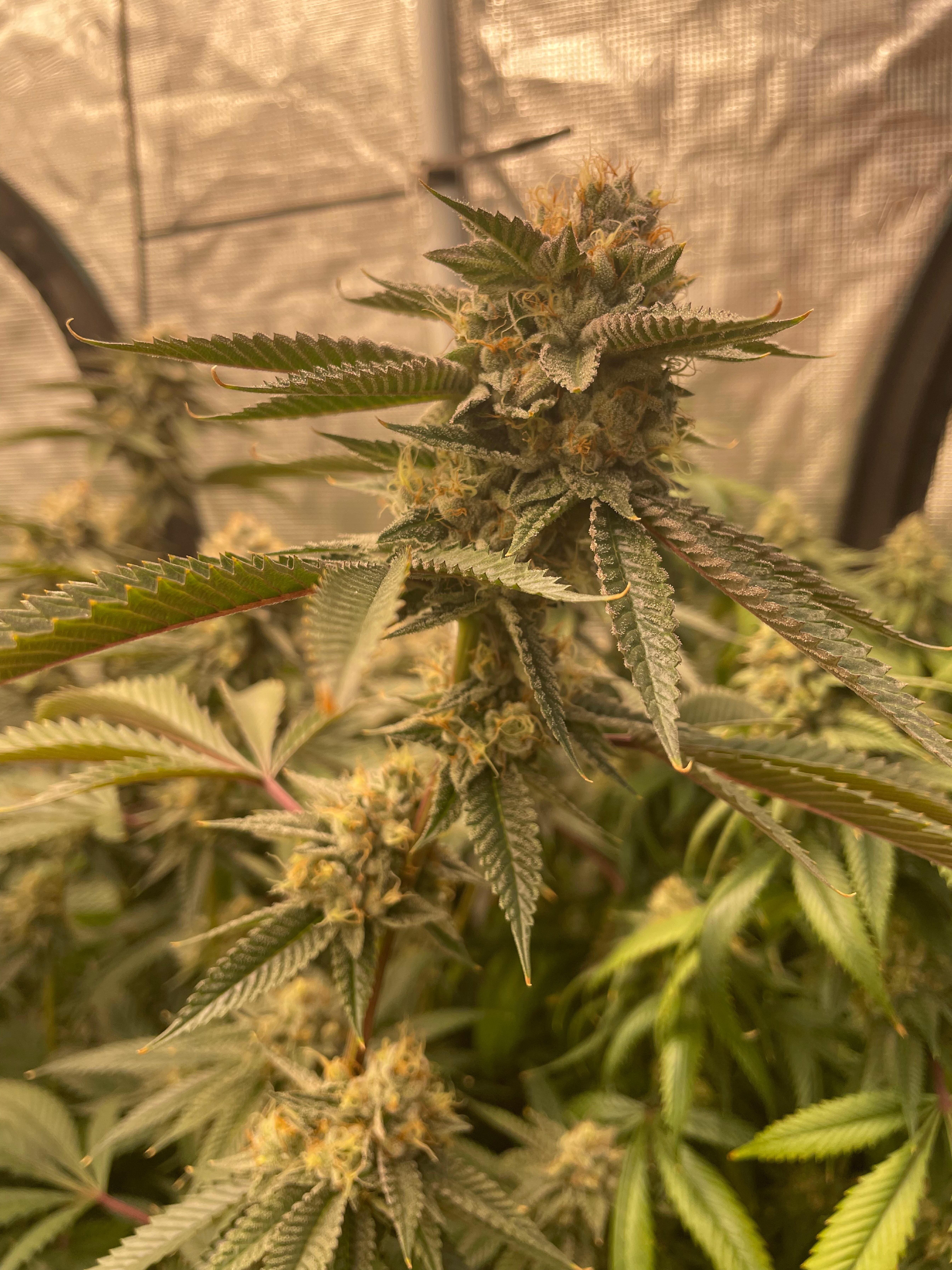Pure Louis XIII - Feminized