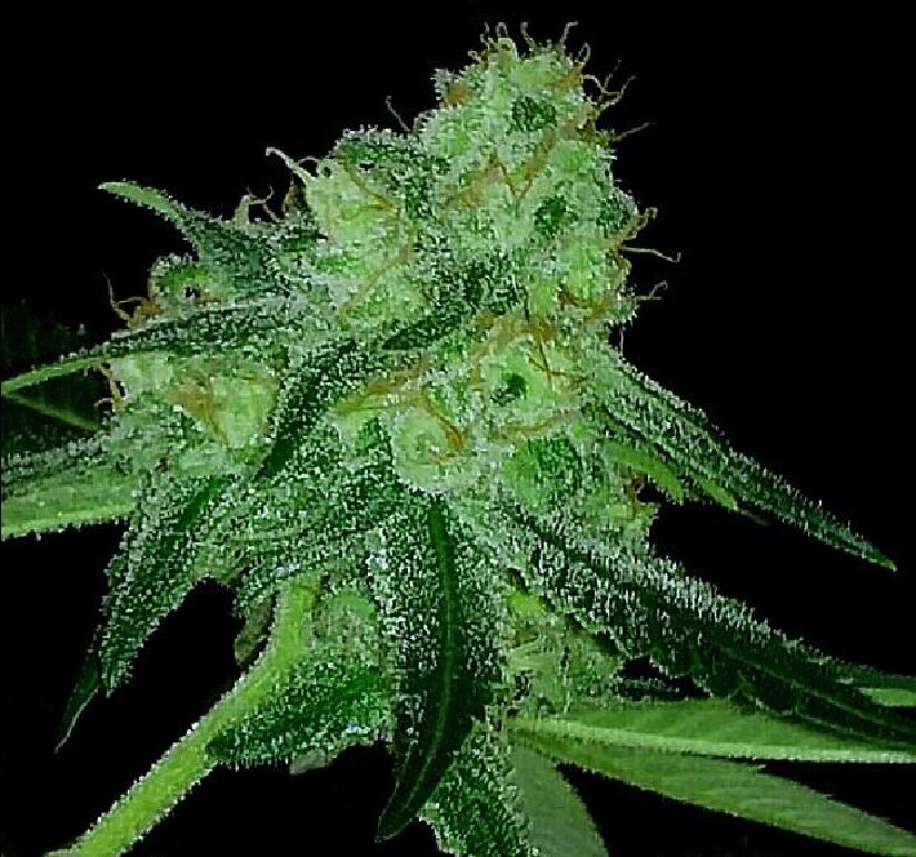 Pure Louis XIII - Feminized - Image 2