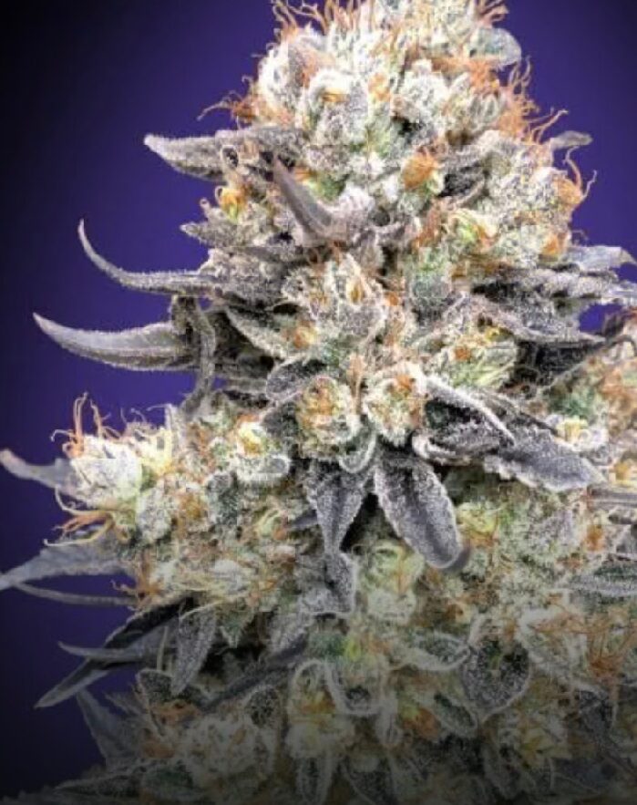 Purple Punch Auto - Feminized