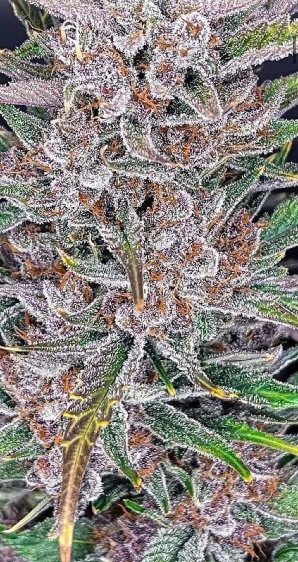 SO Gorilla Punch Auto - Feminized - Image 2