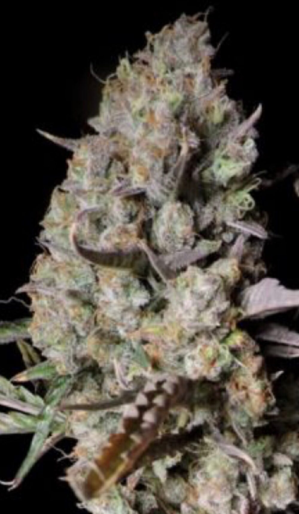 SO Gorilla Zkittlez Auto - Feminized - Image 2